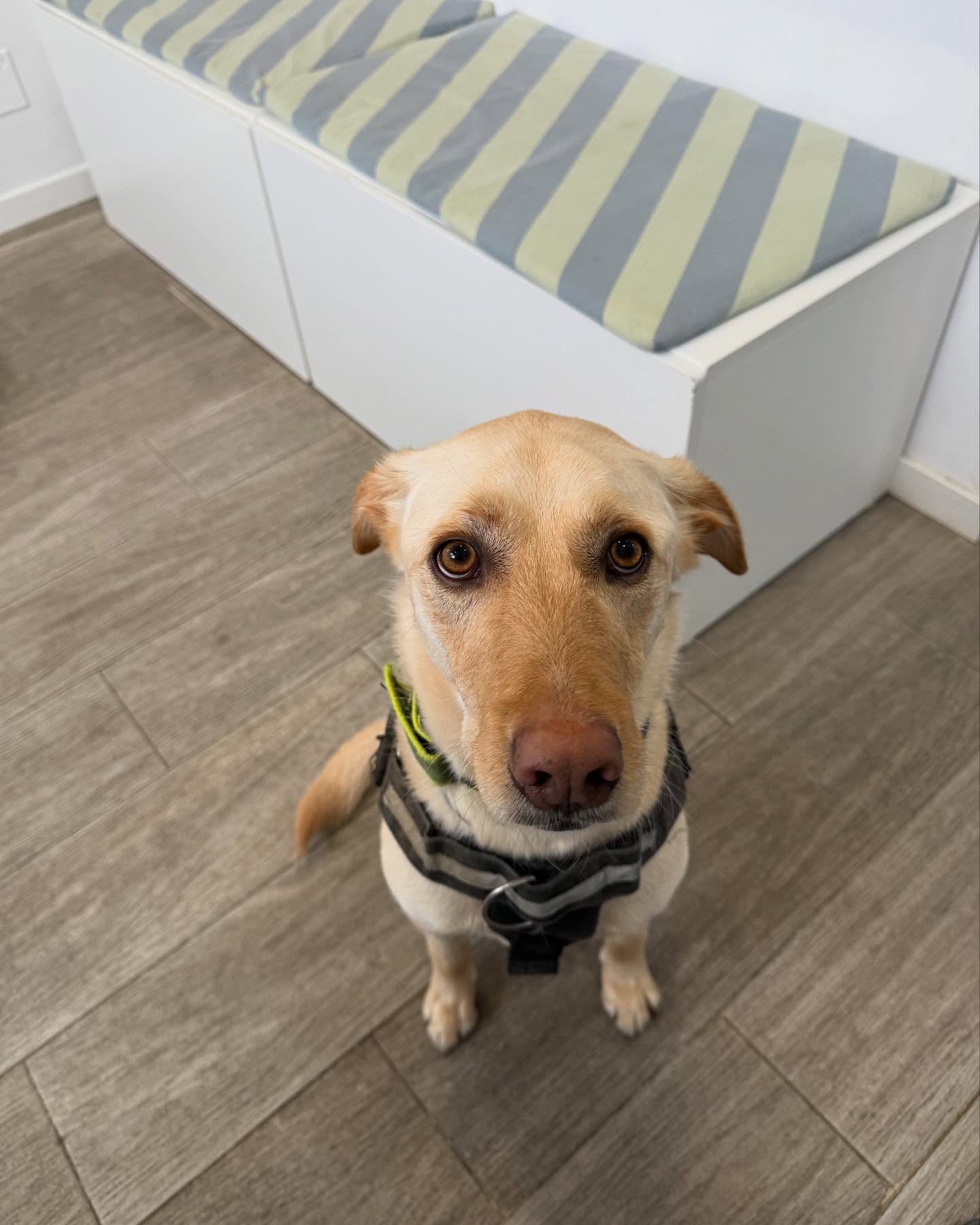 Mascota en Huellas de la Sierra