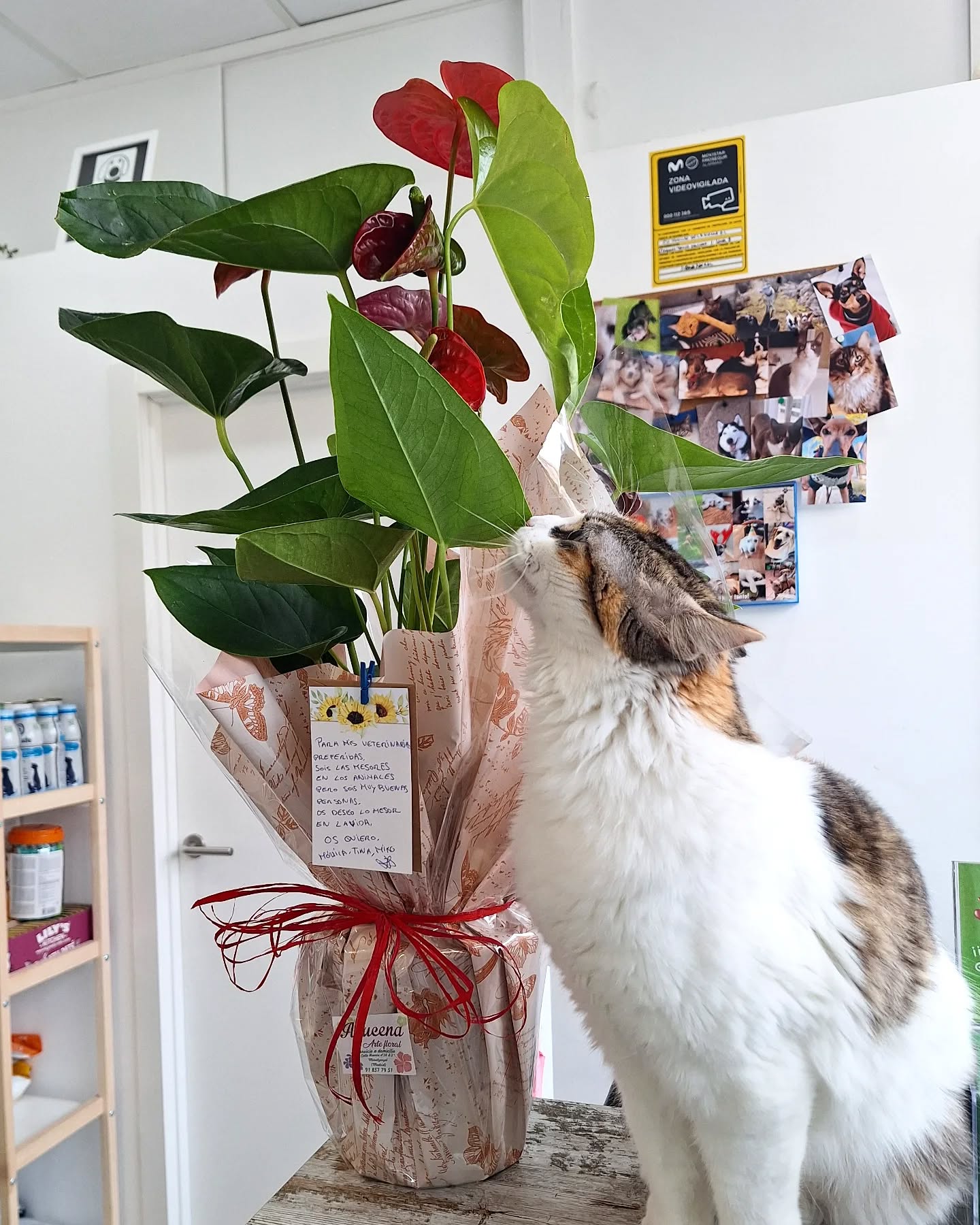Gatito en Huellas de la Sierra